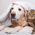 How to Get Rid of Dog and Cat Pet Dander in House With HVAC Replacement