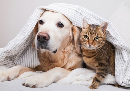 How to Get Rid of Dog and Cat Pet Dander in House With HVAC Replacement